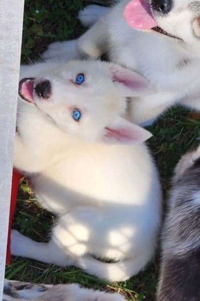 Siberian Husky Puppies breeder image 6