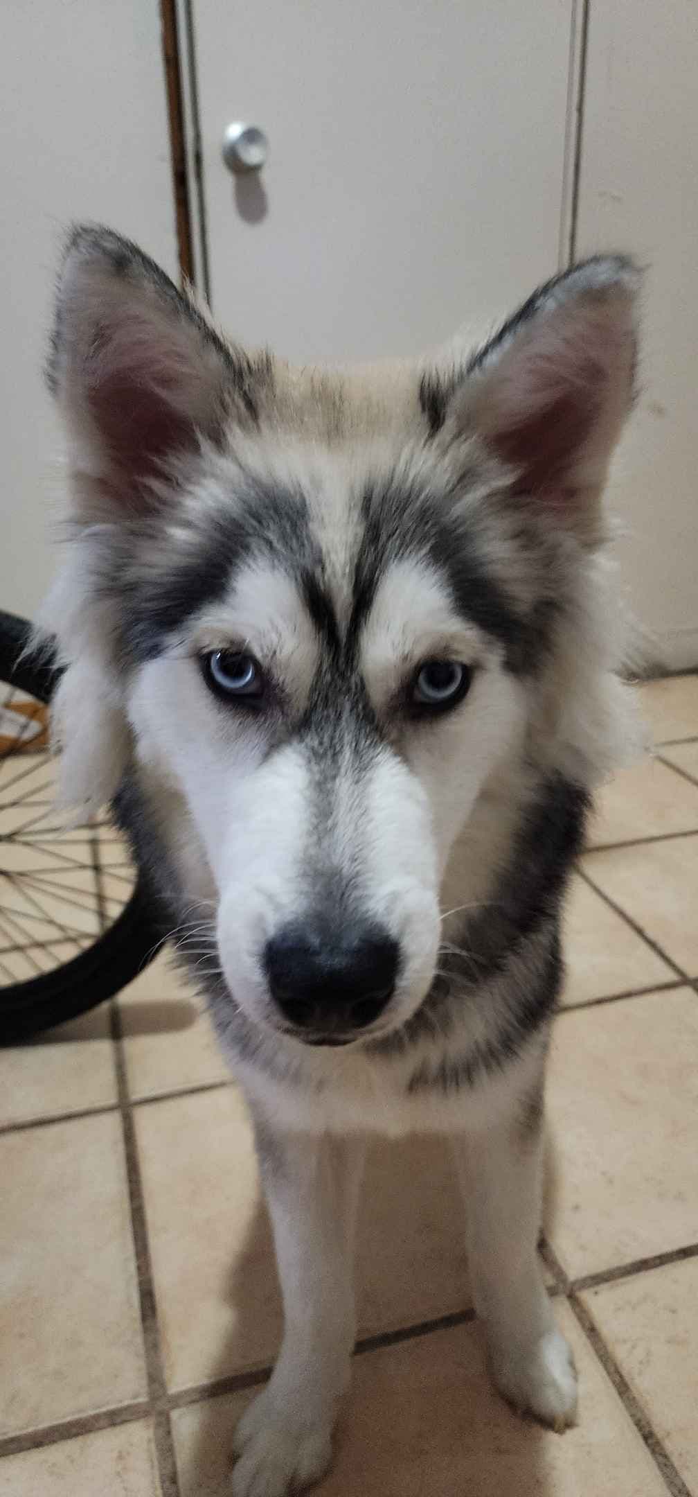 Siberian Husky Puppies breeder image 8