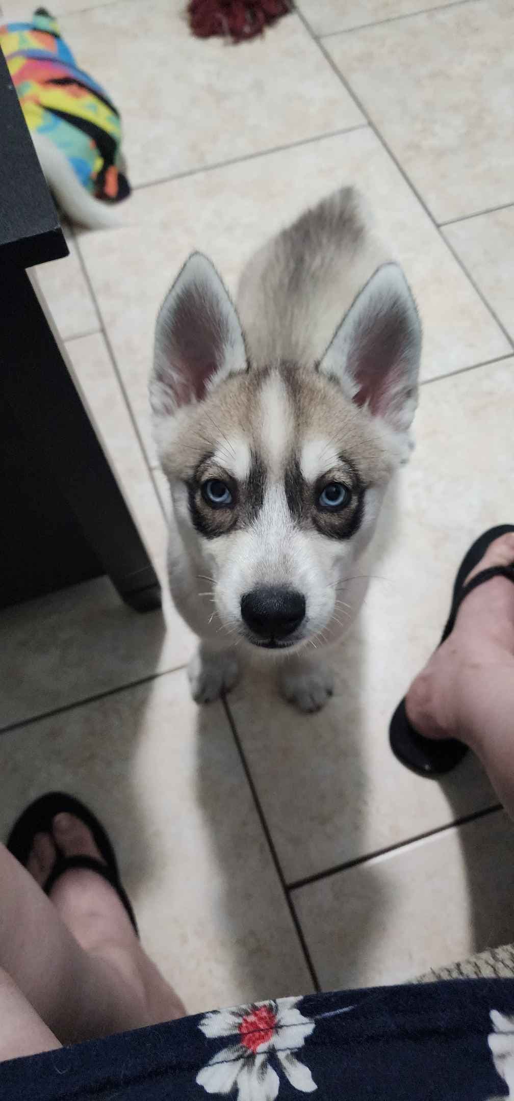 Siberian Husky Puppies breeder image 7