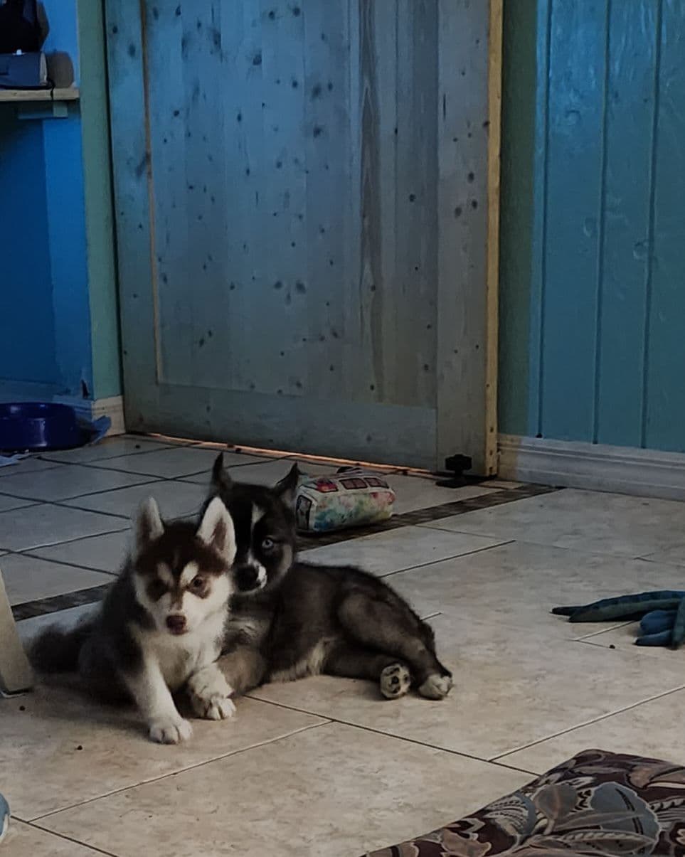 Siberian Husky Puppies breeder image 9
