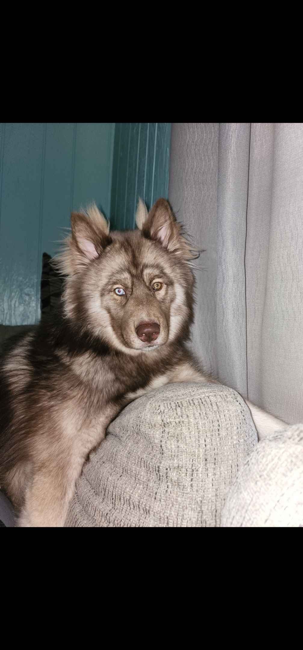 Siberian Husky Puppies breeder image 14