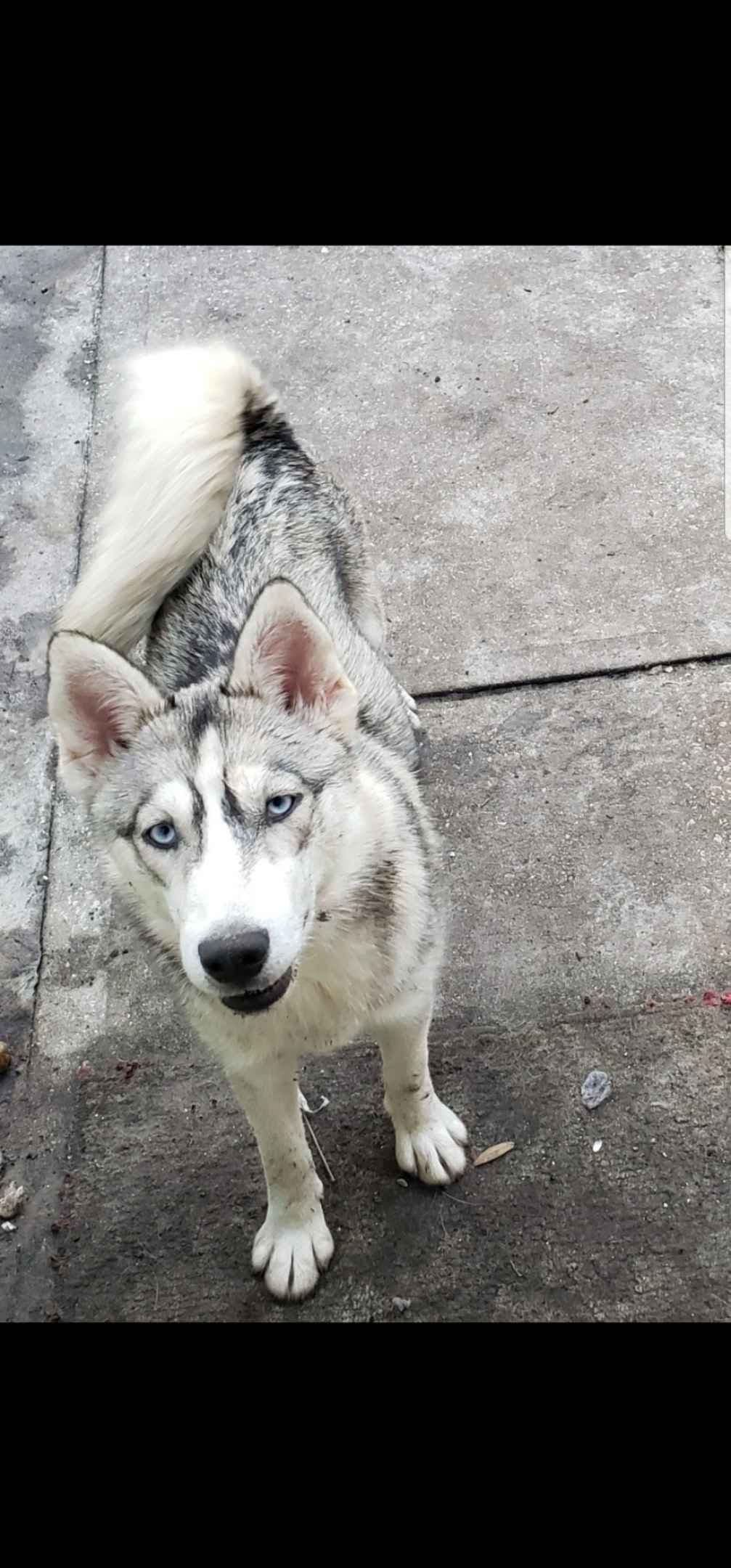 Siberian Husky Puppies breeder image 19