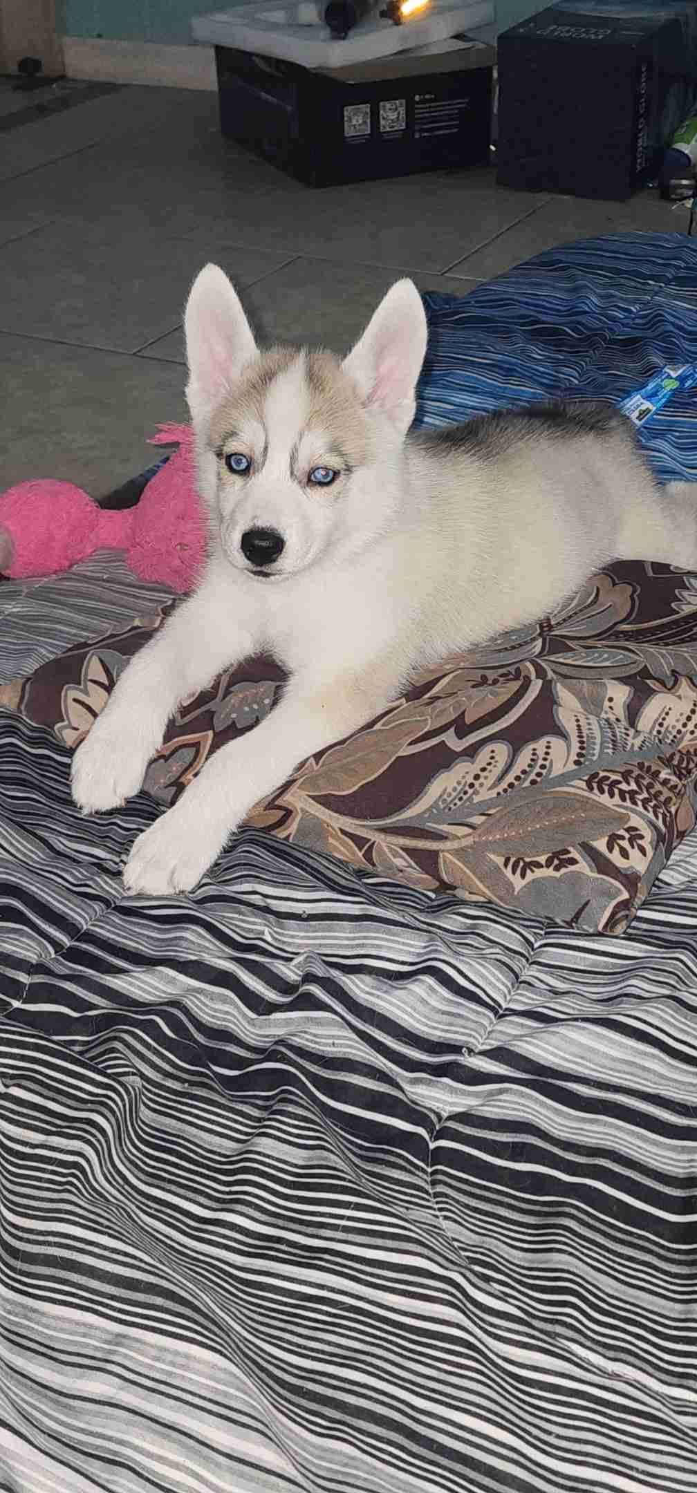 Siberian Husky Puppies breeder image 15