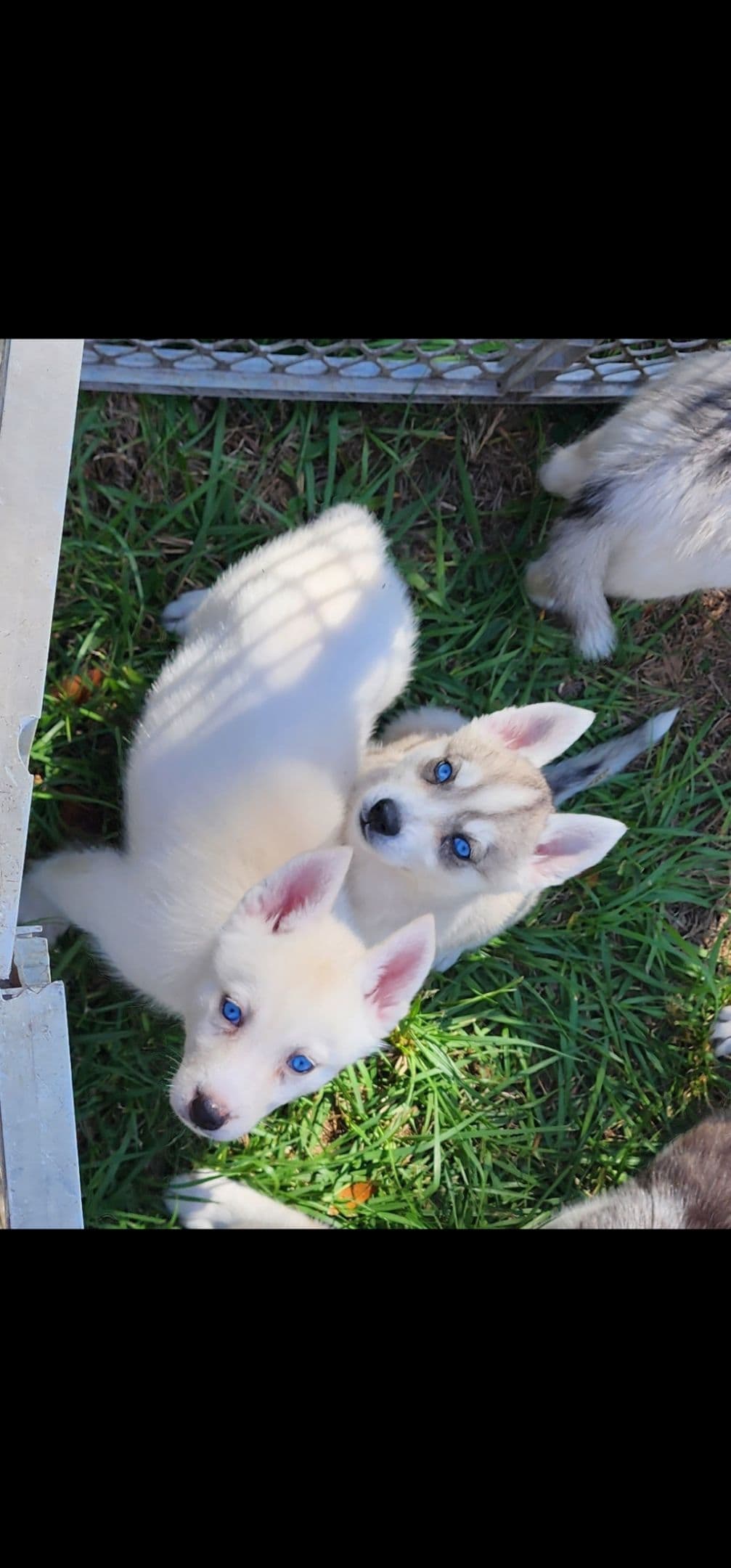 Siberian Husky Puppies breeder image 13