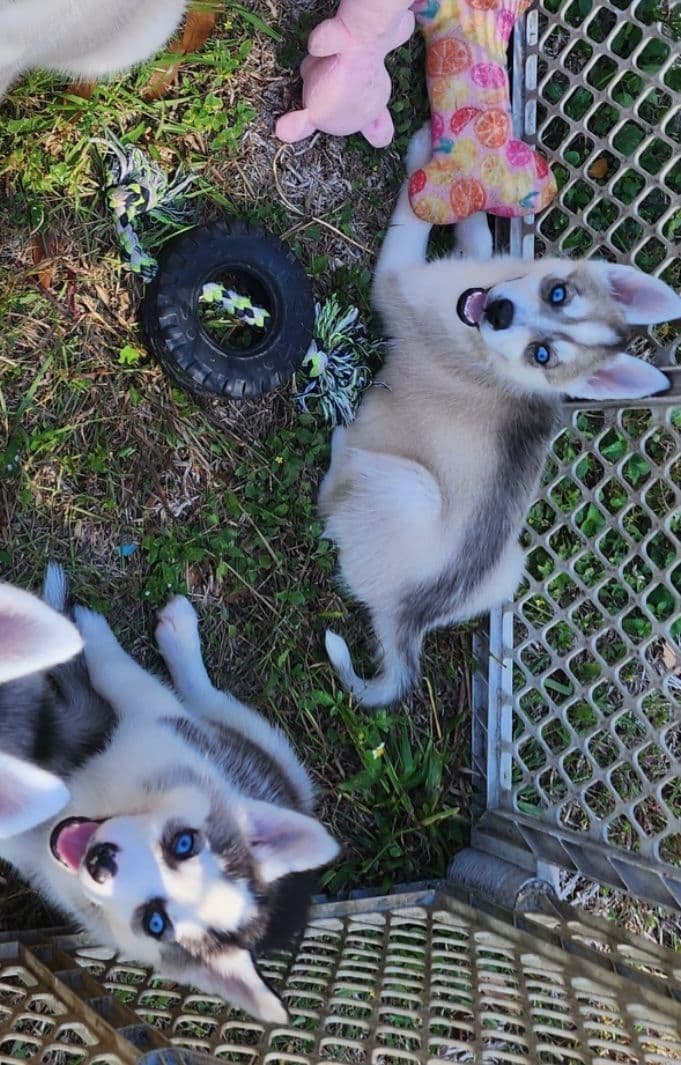 Siberian Husky Puppies breeder image 11