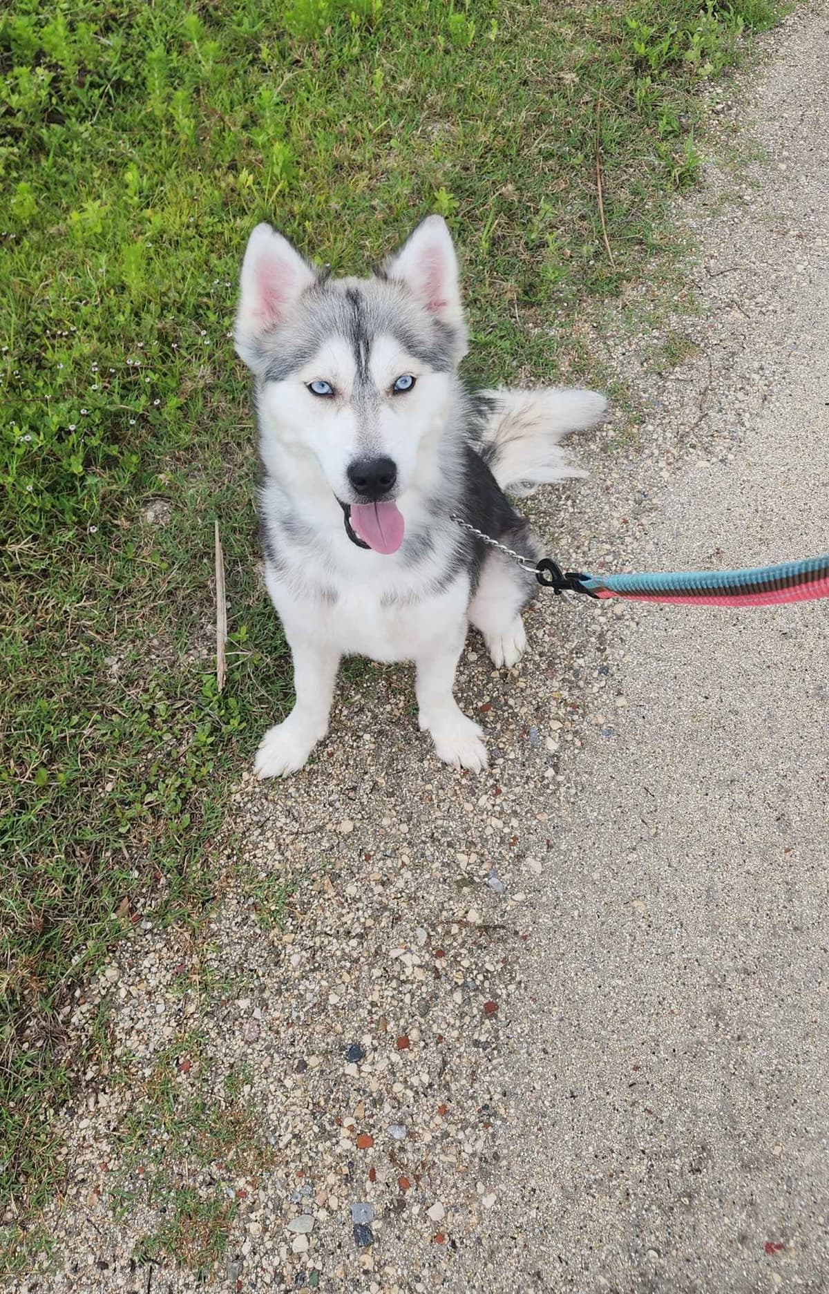 Siberian Husky Puppies breeder image 18