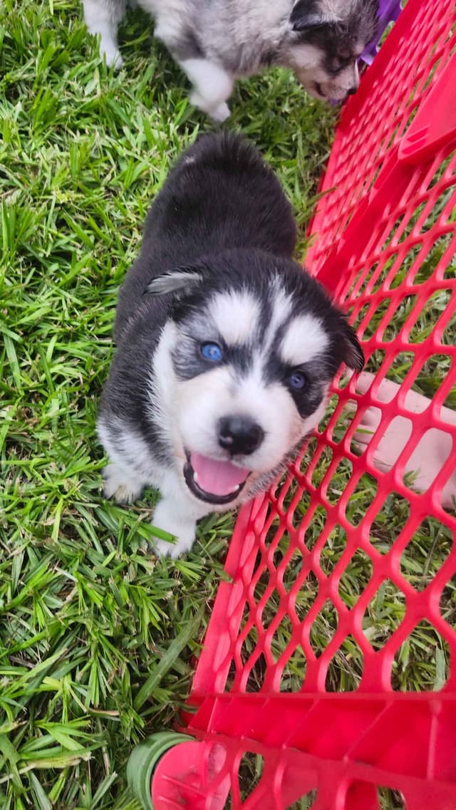 Siberian Husky Puppies media 9