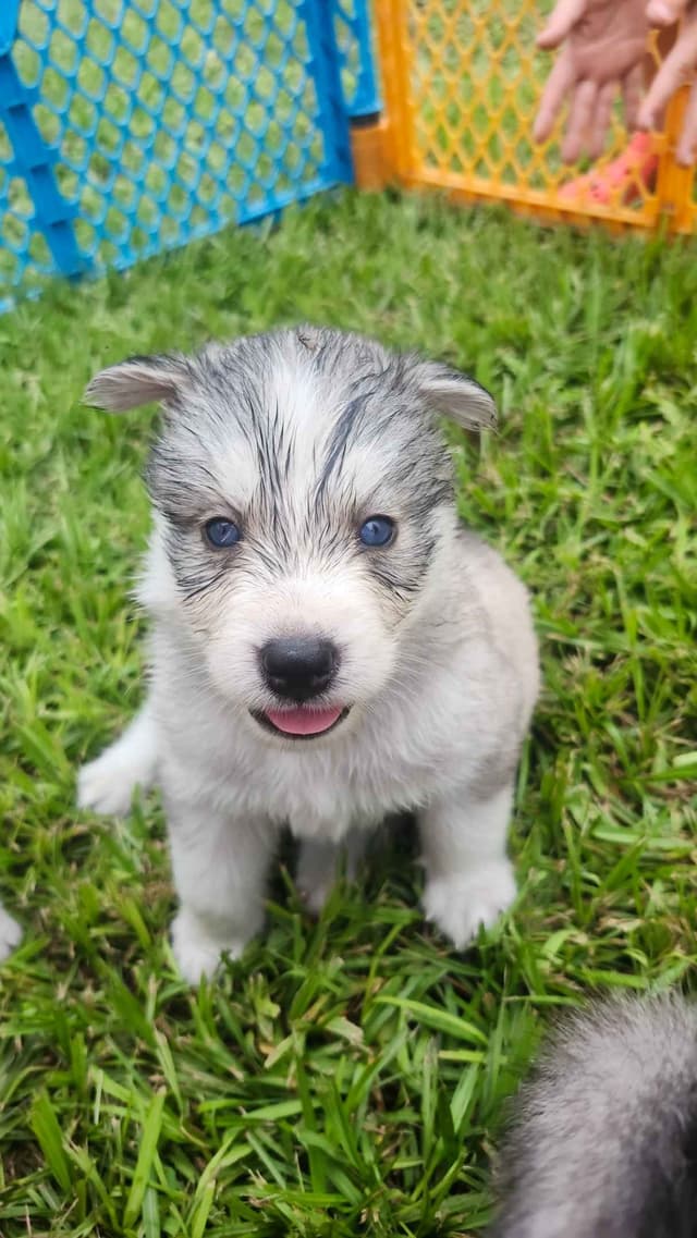 Siberian Husky Puppies media 10