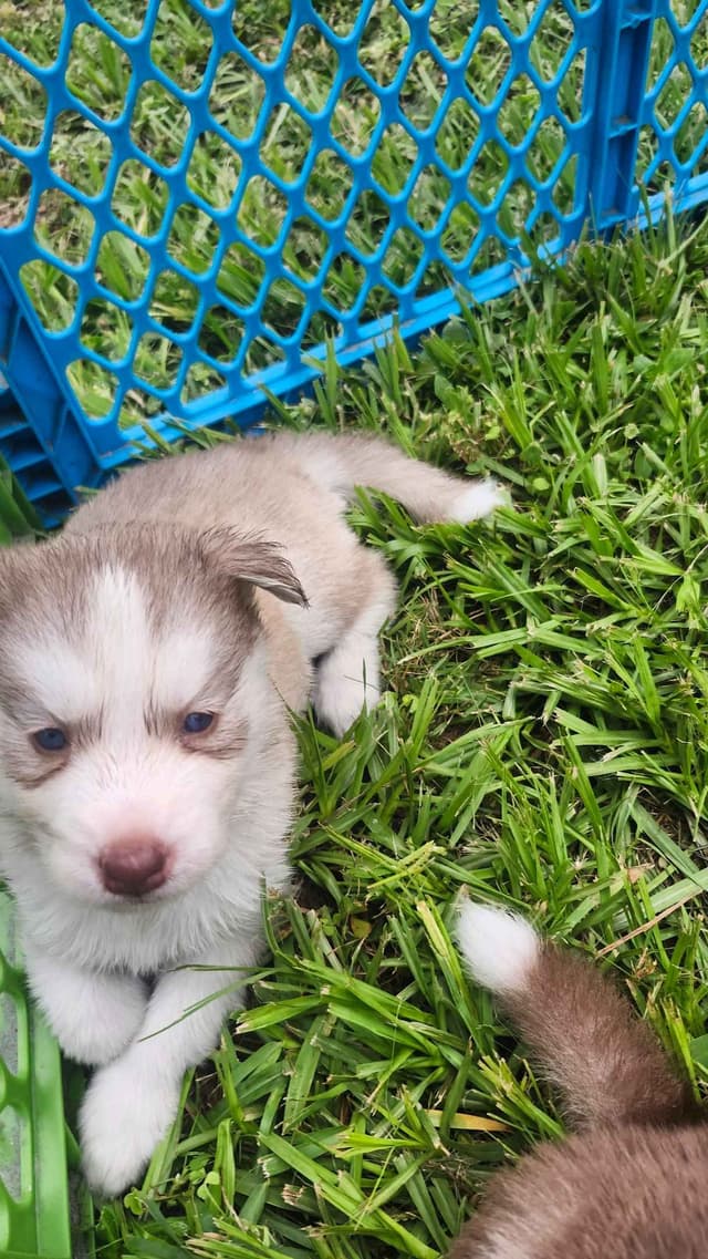 Siberian Husky Puppies media 11
