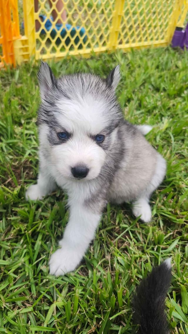 Siberian Husky Puppies media 12