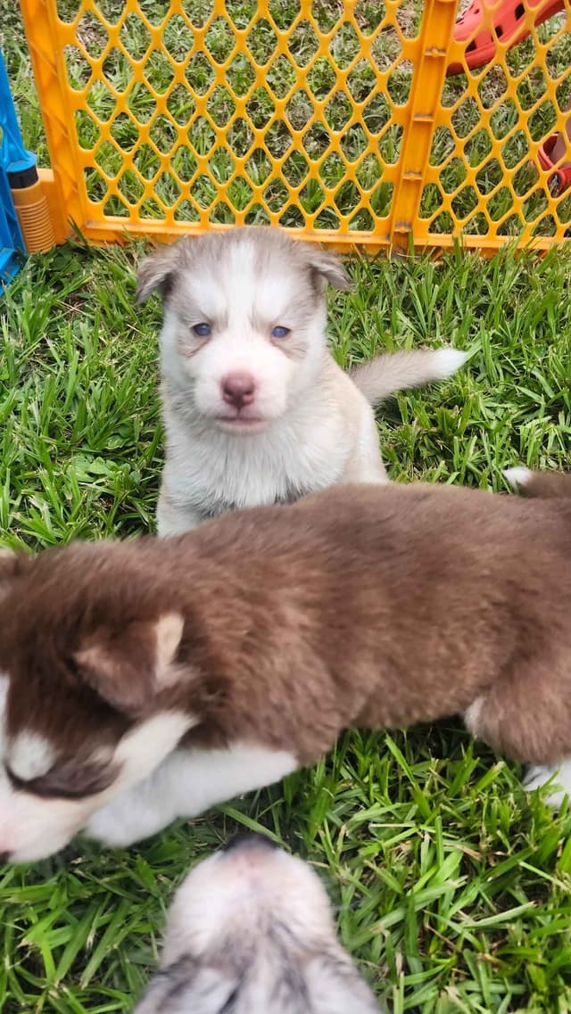 Siberian Husky Puppies media 13