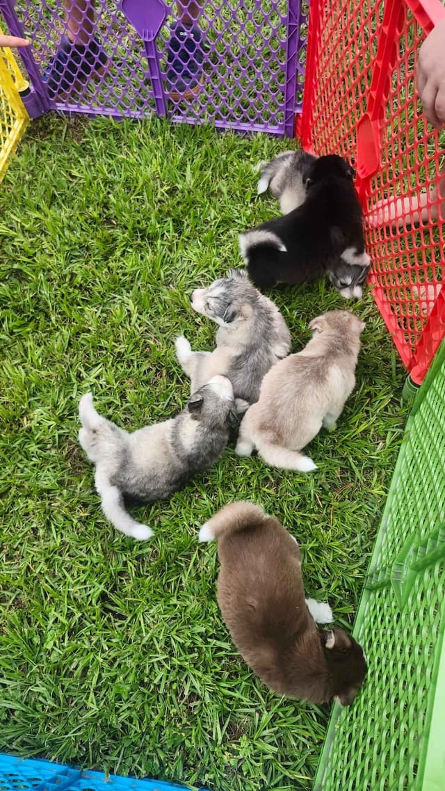 Siberian Husky Puppies media 14