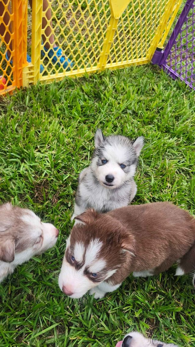 Siberian Husky Puppies media 15