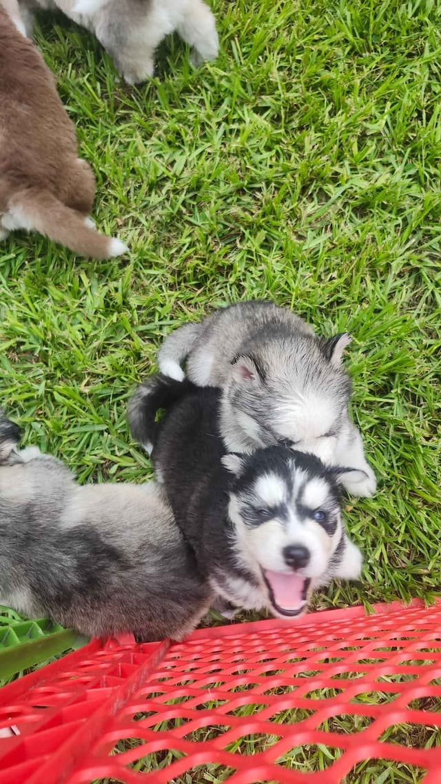 Siberian Husky Puppies media 16
