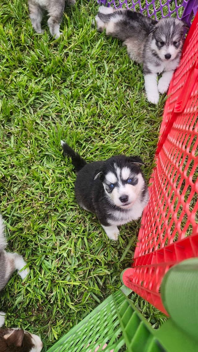 Siberian Husky Puppies media 17
