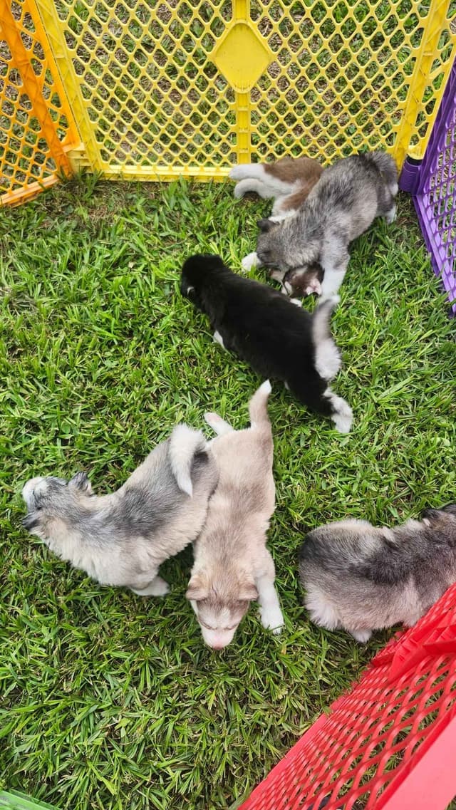 Siberian Husky Puppies media 18