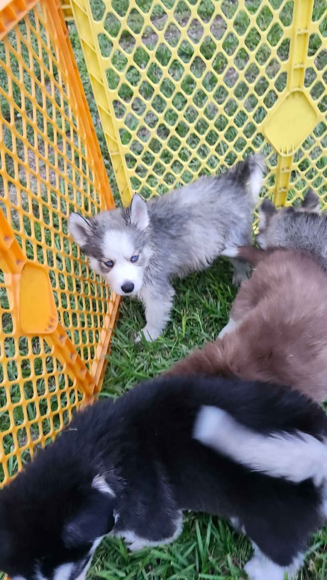 Siberian Husky Puppies media 8