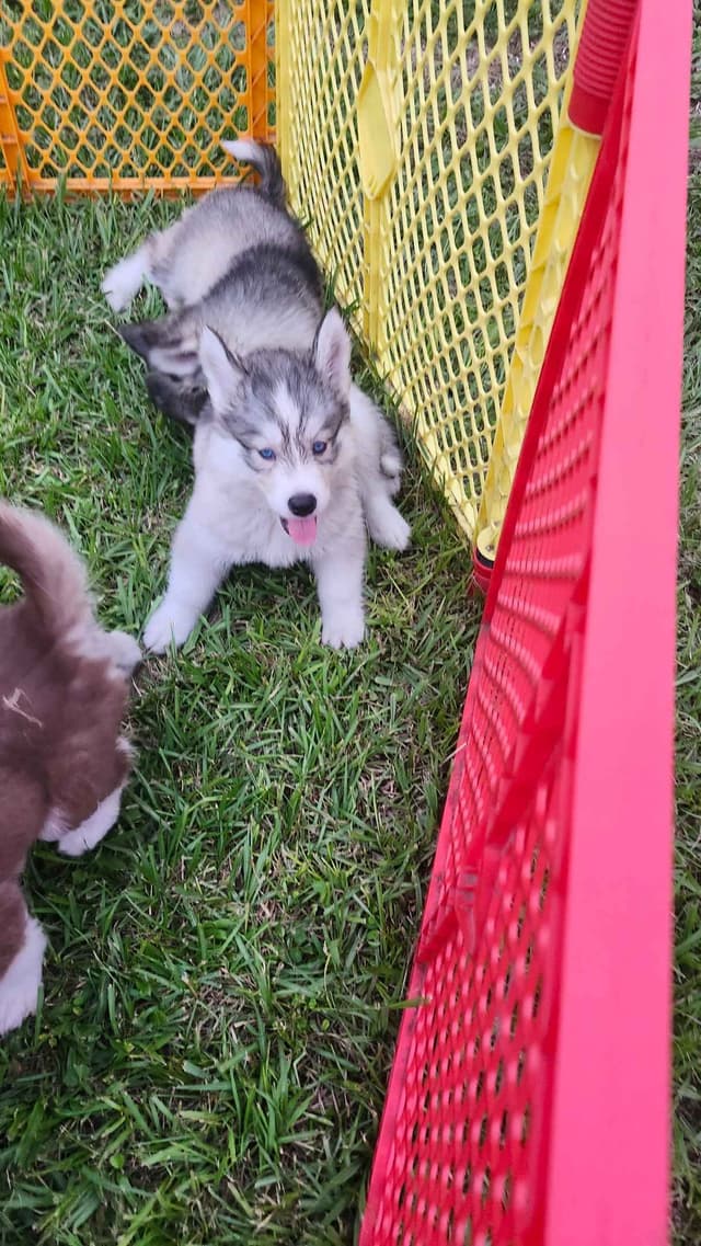Siberian Husky Puppies media 2