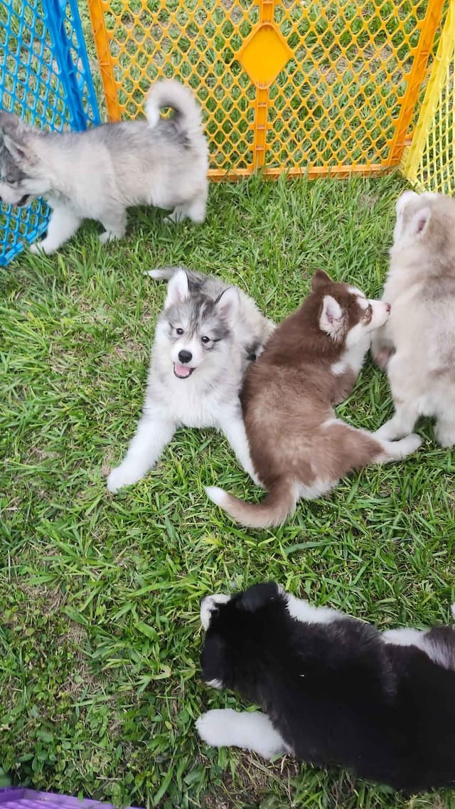 Siberian Husky Puppies media 6