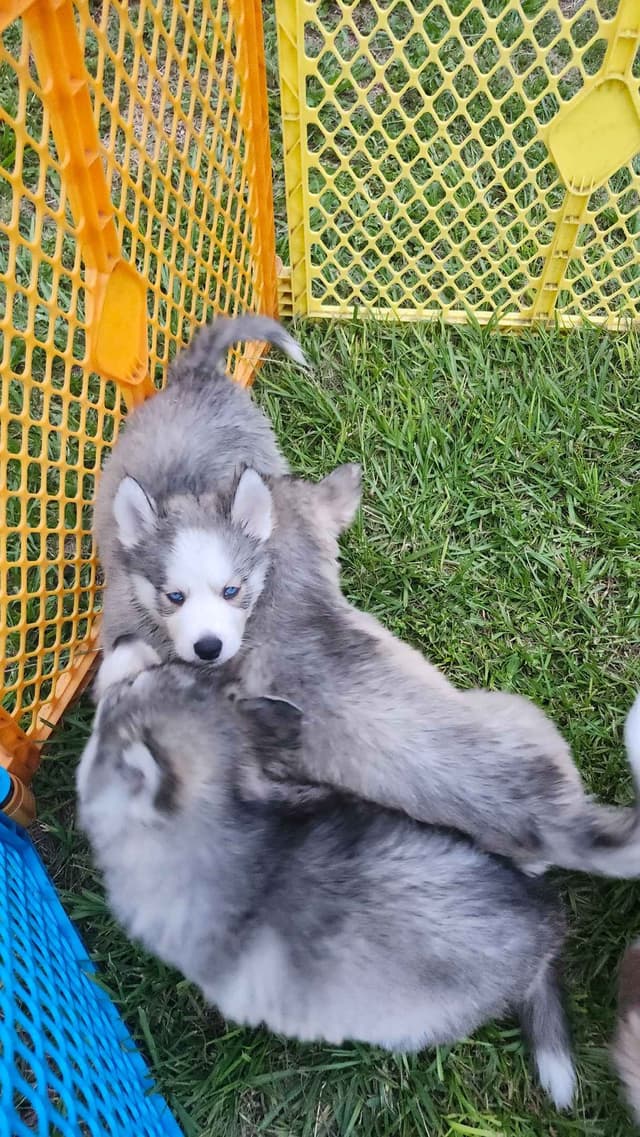 Siberian Husky Puppies media 5