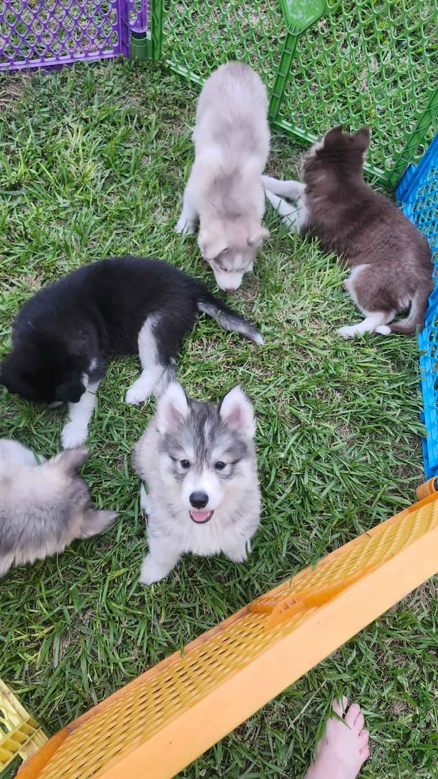 Siberian Husky Puppies media 7