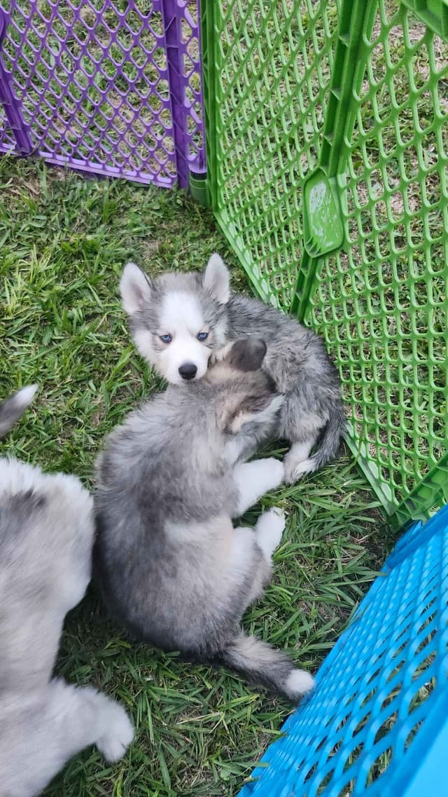 Siberian Husky Puppies media 21