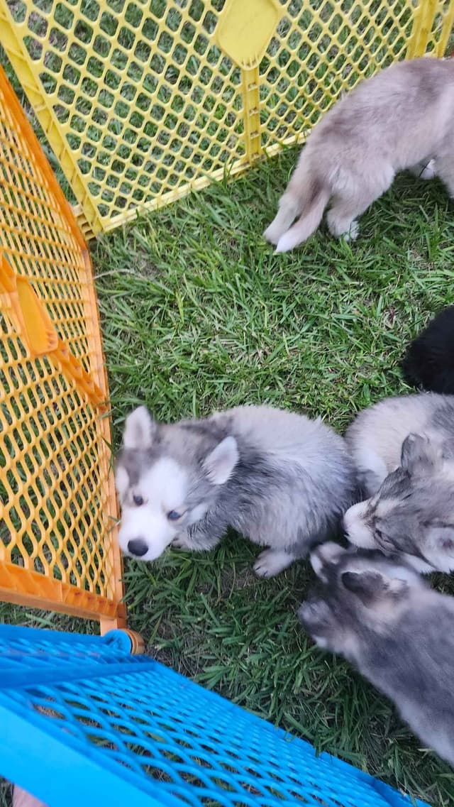 Siberian Husky Puppies media 20
