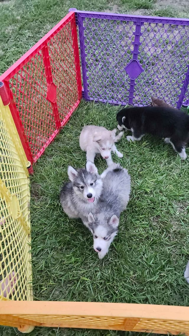 Siberian Husky Puppies media 19