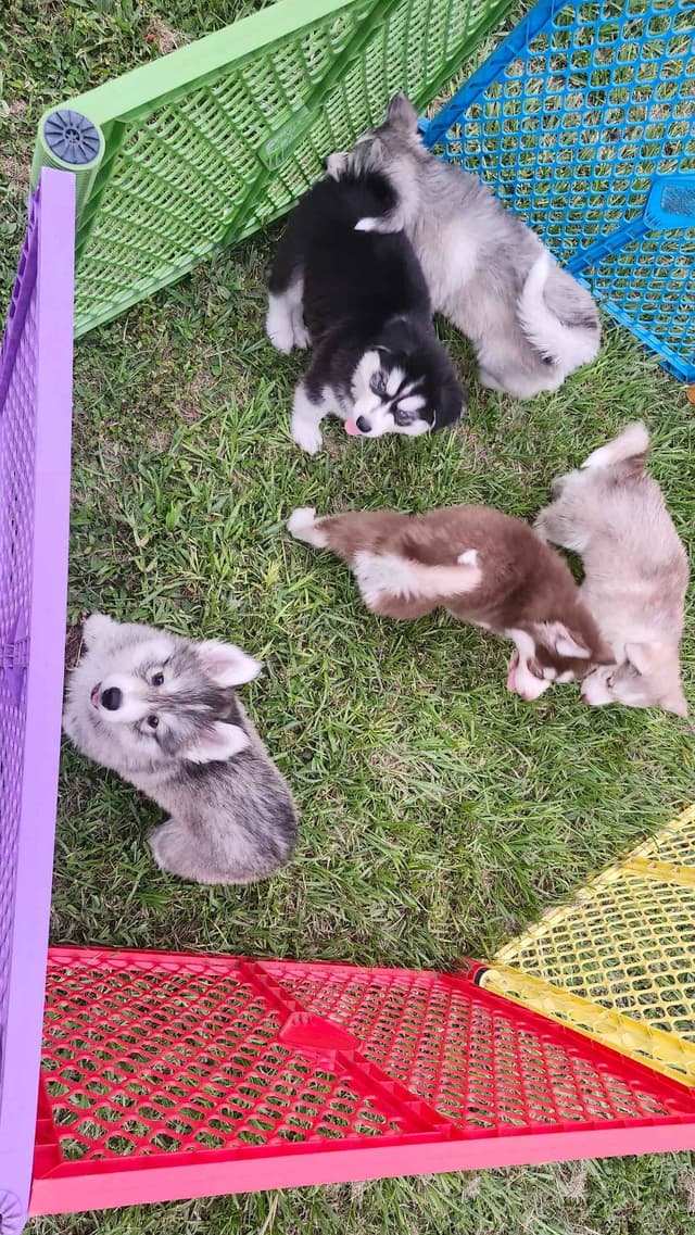 Siberian Husky Puppies media 22
