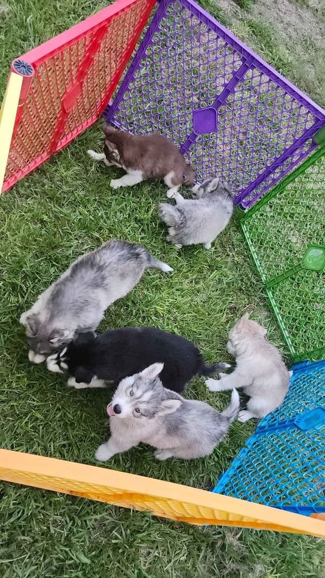 Siberian Husky Puppies media 4