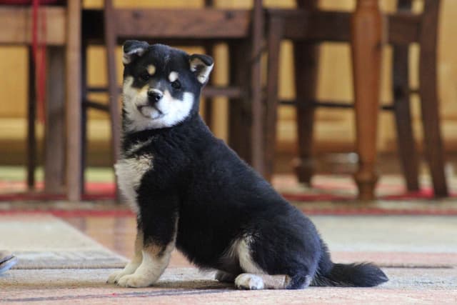 Shiba Inu Puppies media 2