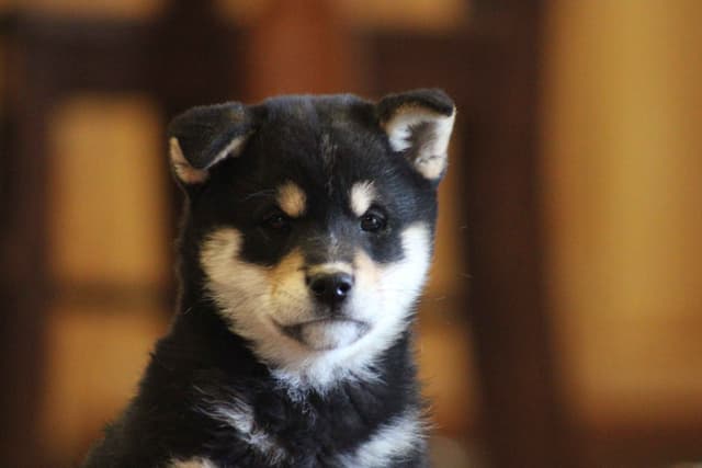 Shiba Inu Puppies media 3