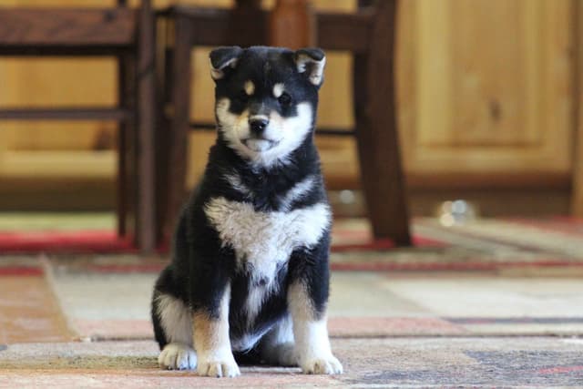 Shiba Inu Puppies media 4