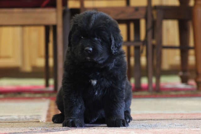 Newfoundland Puppies media 2