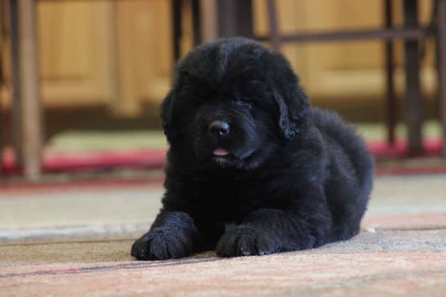 Newfoundland Puppies media 3