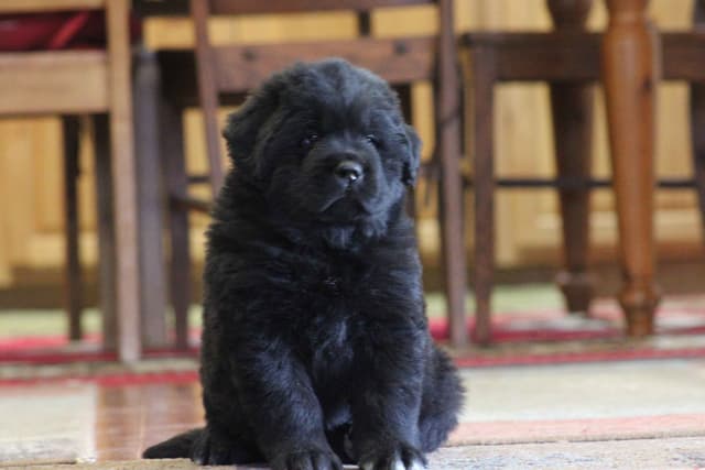 Newfoundland Puppies media 4