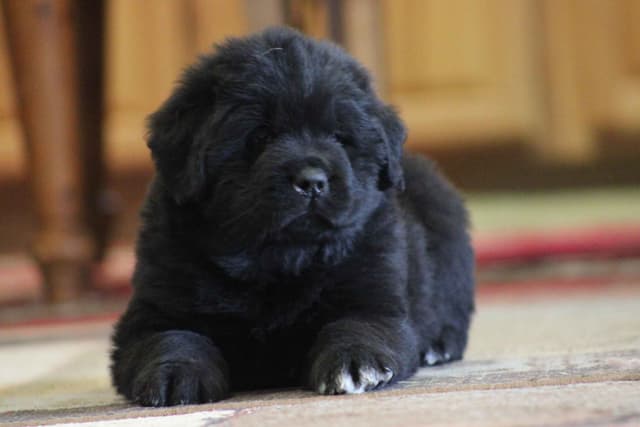 Newfoundland Puppies media 5