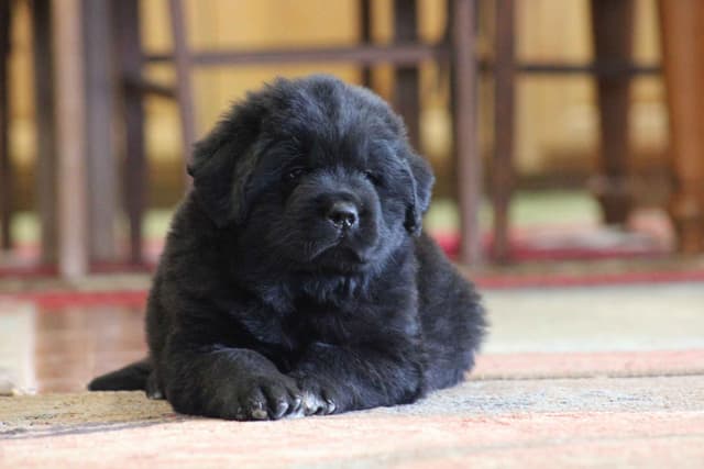 Newfoundland Puppies media 6