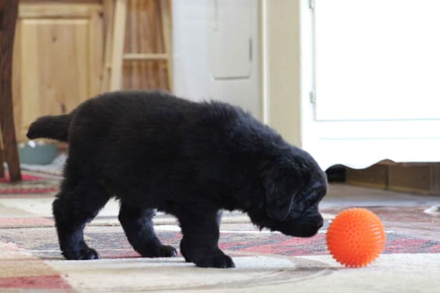 Newfoundland Puppies media 7