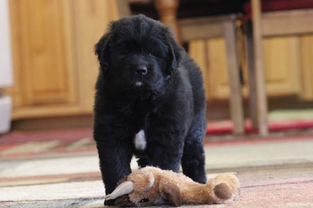 Newfoundland Puppies media 9