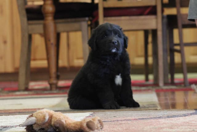 Newfoundland Puppies media 8