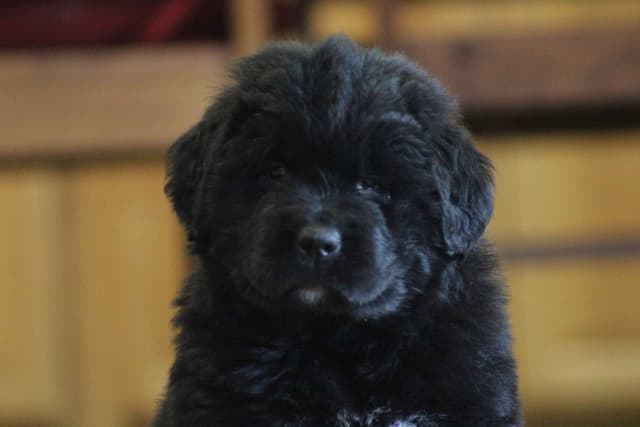 Newfoundland Puppies media 10
