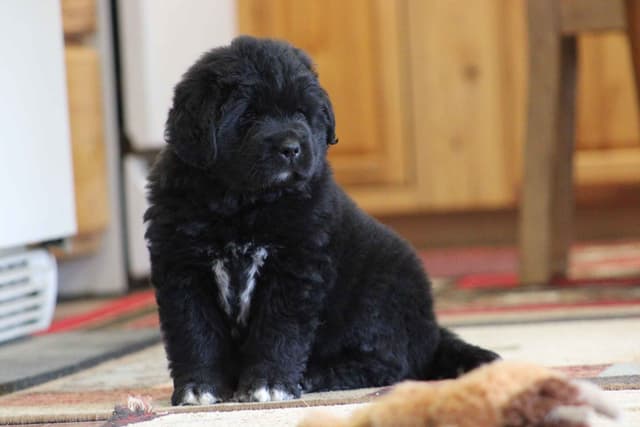Newfoundland Puppies media 11