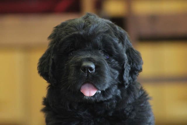 Newfoundland Puppies media 13