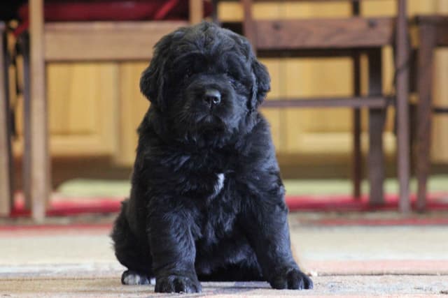 Newfoundland Puppies media 14