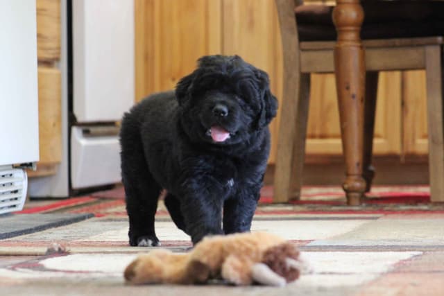 Newfoundland Puppies media 15
