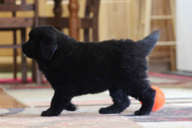 Newfoundland Puppies media 16