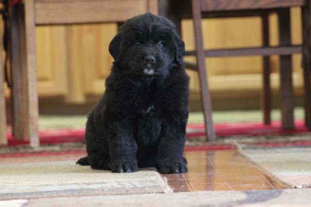 Newfoundland Puppies media 17