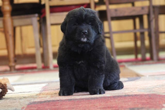 Newfoundland Puppies media 18