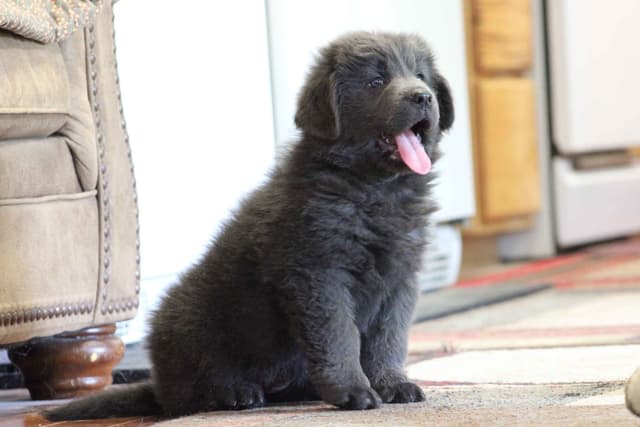 Newfoundland Puppies media 6